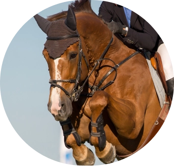 Detailed action shot of a brown horse clearing a jump with professional riding equipment and protective gear.