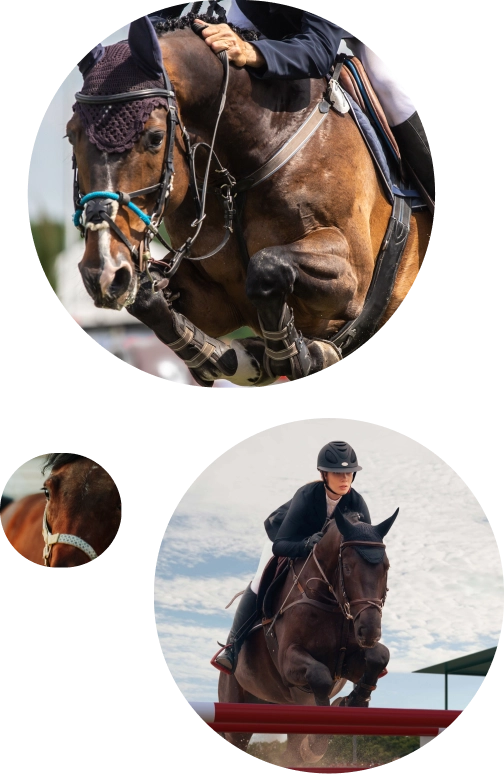 Stylish equestrian collage featuring close-up horse jumping photography with circular composition elements and professional riding scenes.